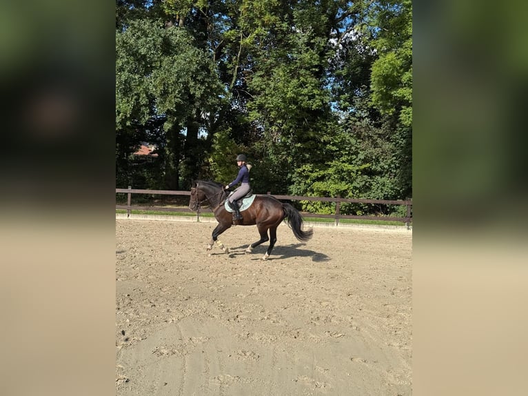 Zangersheider Wallach 4 Jahre 165 cm Brauner in Nettersheim