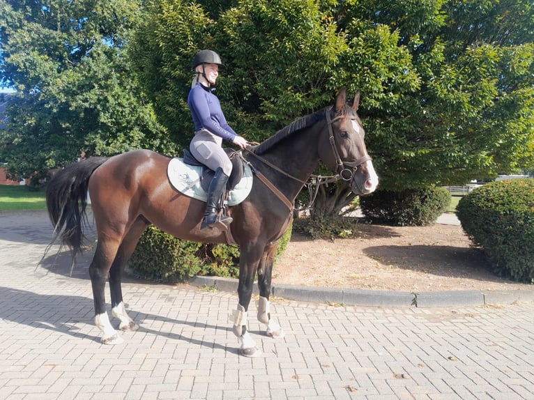 Zangersheider Wallach 4 Jahre 165 cm Brauner in Nettersheim