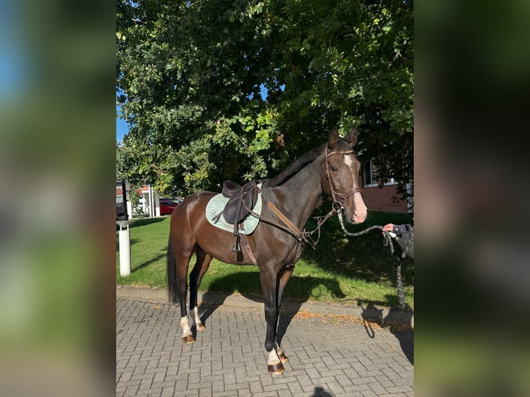 Zangersheider Wallach 4 Jahre 165 cm Brauner in Nettersheim