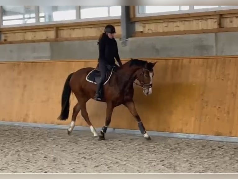 Zangersheider Wallach 4 Jahre 165 cm Brauner in Hude (Oldenburg)Hude
