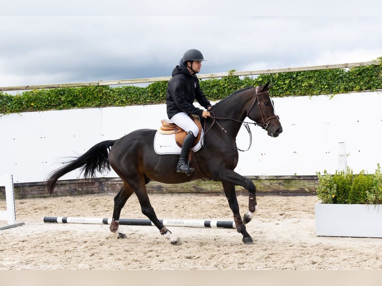 Zangersheider Wallach 4 Jahre 165 cm Dunkelbrauner in Waddinxveen Zangersheider Wallach 4 Jahre 165 cm Dunkelbrauner in Waddinxveen
