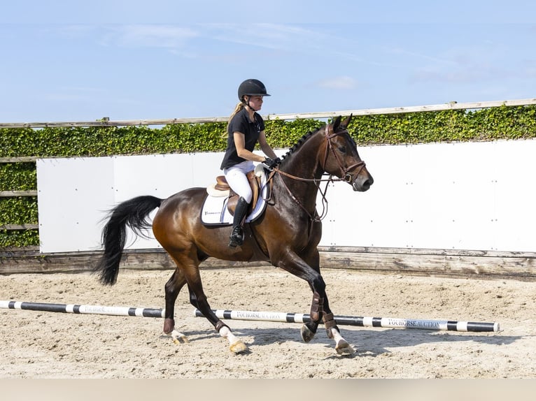 Zangersheider Wallach 4 Jahre 165 cm Rotbrauner in Waddinxveen