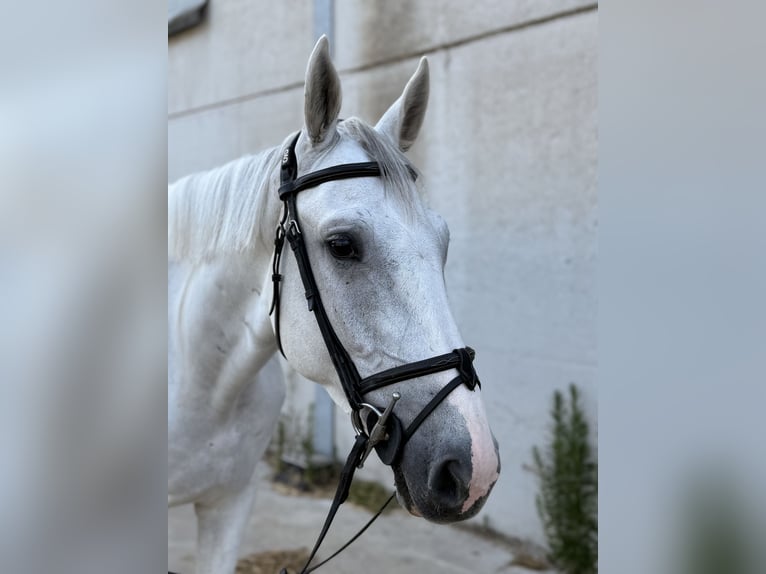 Zangersheider Wallach 4 Jahre 165 cm White in Stekene