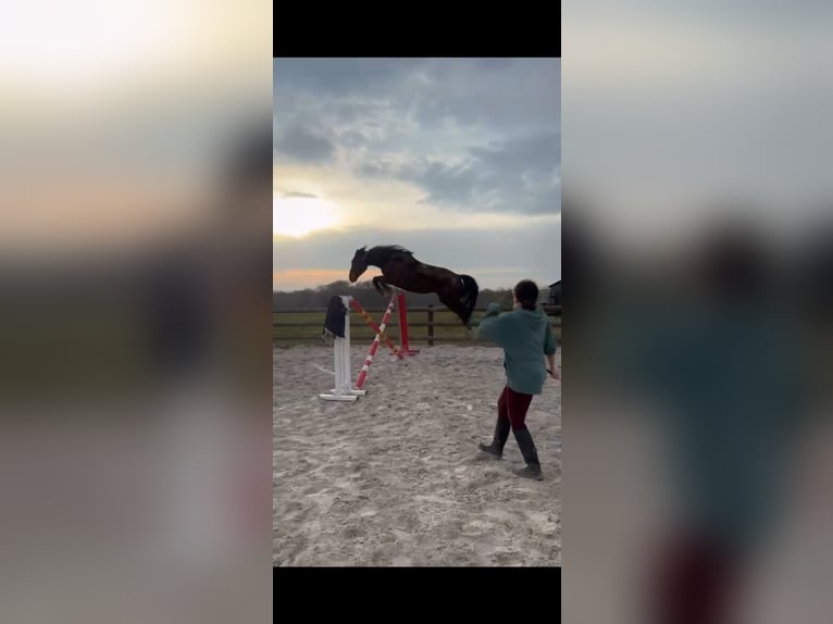 Zangersheider Wallach 4 Jahre 166 cm Brauner in Chaumes en brie