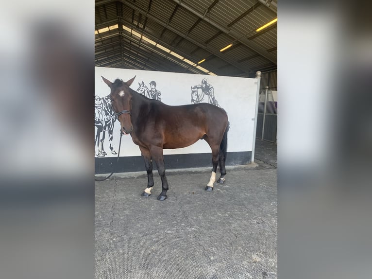 Zangersheider Wallach 4 Jahre 166 cm Brauner in Chaumes en brie