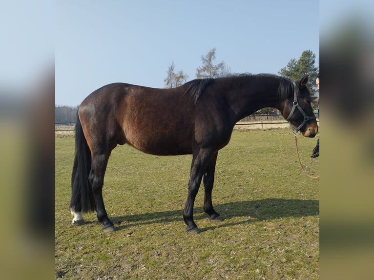 Zangersheider Wallach 4 Jahre 166 cm Brauner in Raciszów