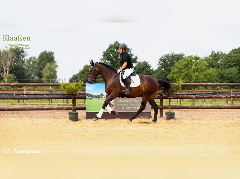 Zangersheider Wallach 4 Jahre 166 cm Dunkelbrauner in Bocholt
