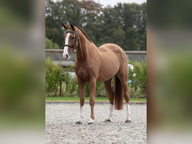 Zangersheider Wallach 4 Jahre 166 cm Fuchs in Bladel