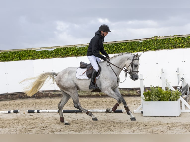 Zangersheider Wallach 4 Jahre 166 cm Schimmel in Waddinxveen
