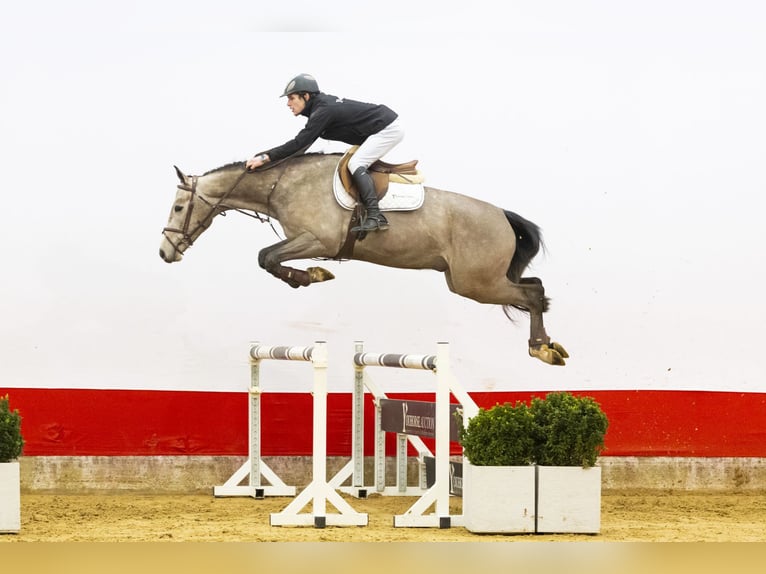 Zangersheider Wallach 4 Jahre 166 cm  in Waddinxveen