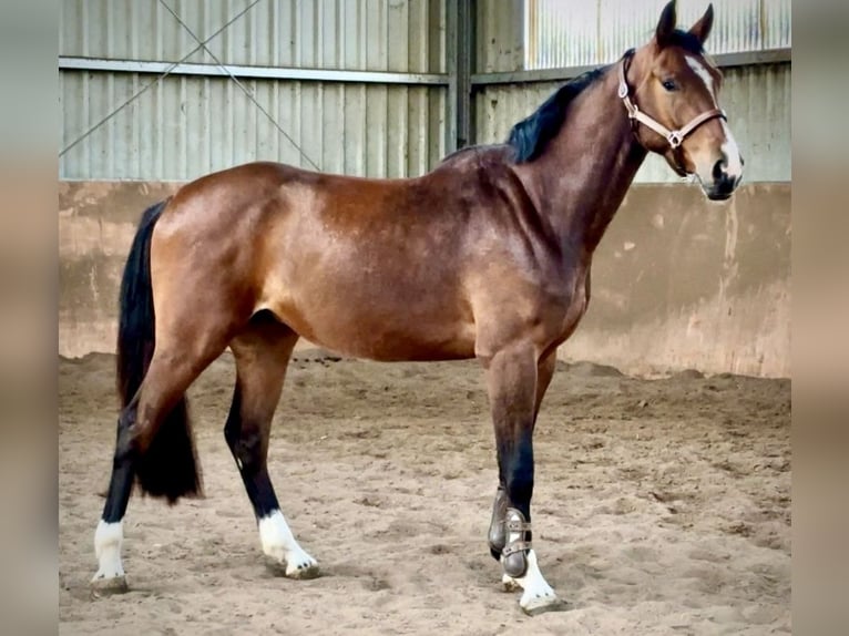 Zangersheider Wallach 4 Jahre 167 cm Brauner in Fl&#xF6;rsheim