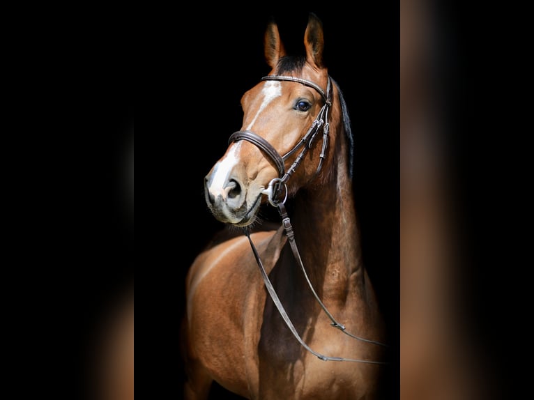 Zangersheider Wallach 4 Jahre 167 cm Brauner in Fl&#xF6;rsheim