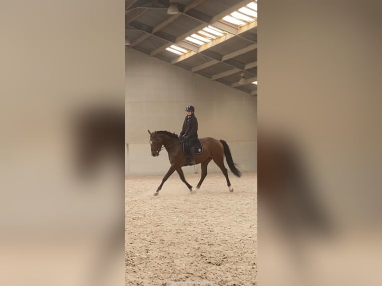 Zangersheider Wallach 4 Jahre 167 cm Brauner in Namur