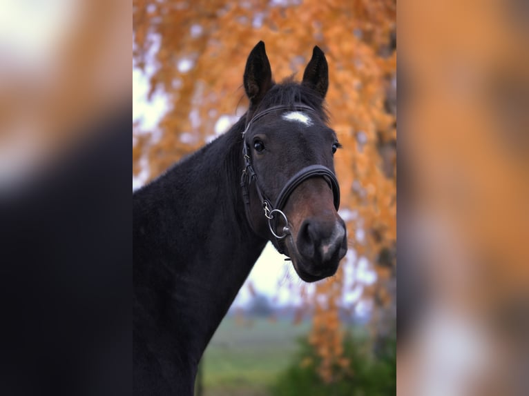 Zangersheider Wallach 4 Jahre 167 cm Dunkelbrauner in Rudzienice