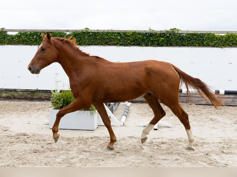 Zangersheider Wallach 4 Jahre 167 cm Fuchs in Waddinxveen Zangersheider Wallach 4 Jahre 167 cm Fuchs in Waddinxveen