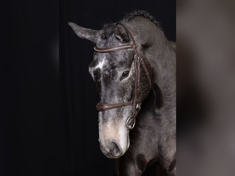 Zangersheider Wallach 4 Jahre 167 cm Schimmel in Bladel