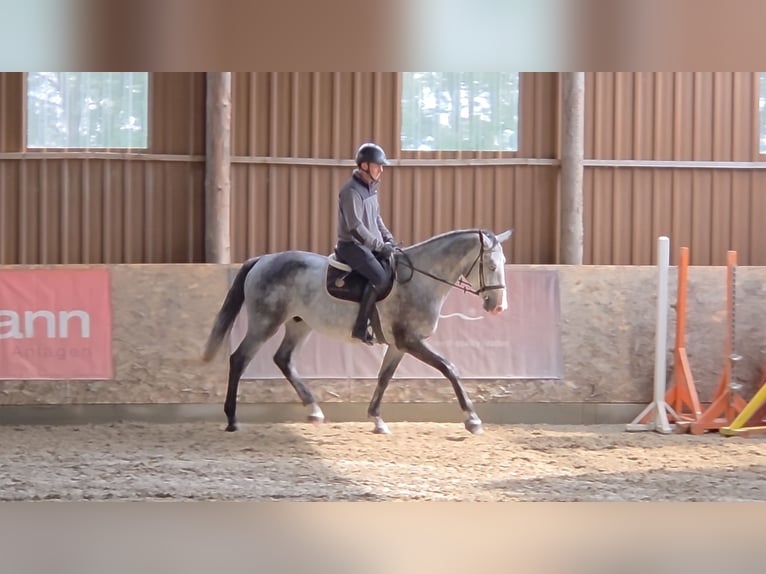 Zangersheider Wallach 4 Jahre 167 cm Schimmel in Schattendorf Zangersheider Wallach 4 Jahre 167 cm Schimmel in Schattendorf