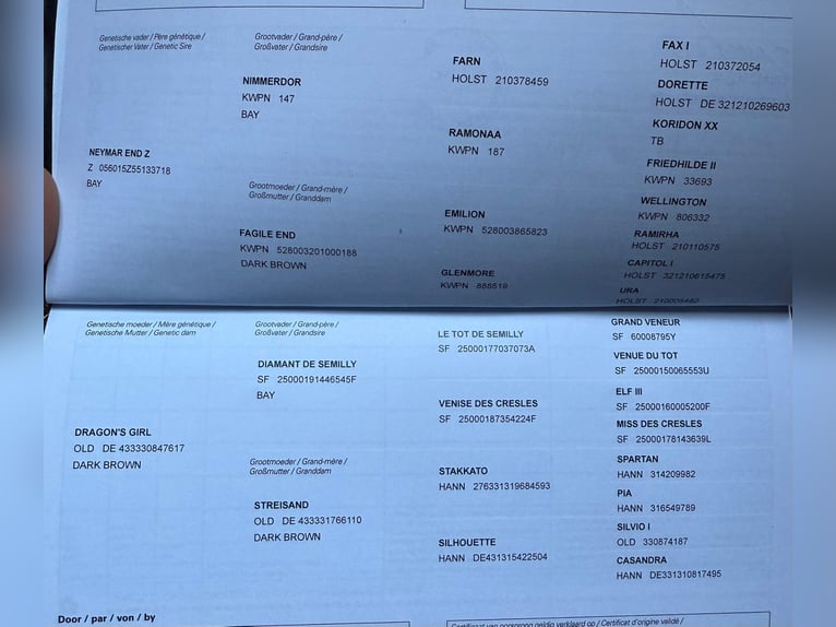 Zangersheider Wallach 4 Jahre 168 cm Dunkelbrauner in Piła