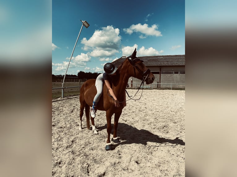 Zangersheider Wallach 4 Jahre 168 cm Fuchs in Wevelgem