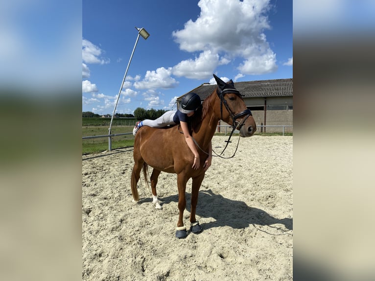 Zangersheider Wallach 4 Jahre 168 cm Fuchs in Wevelgem