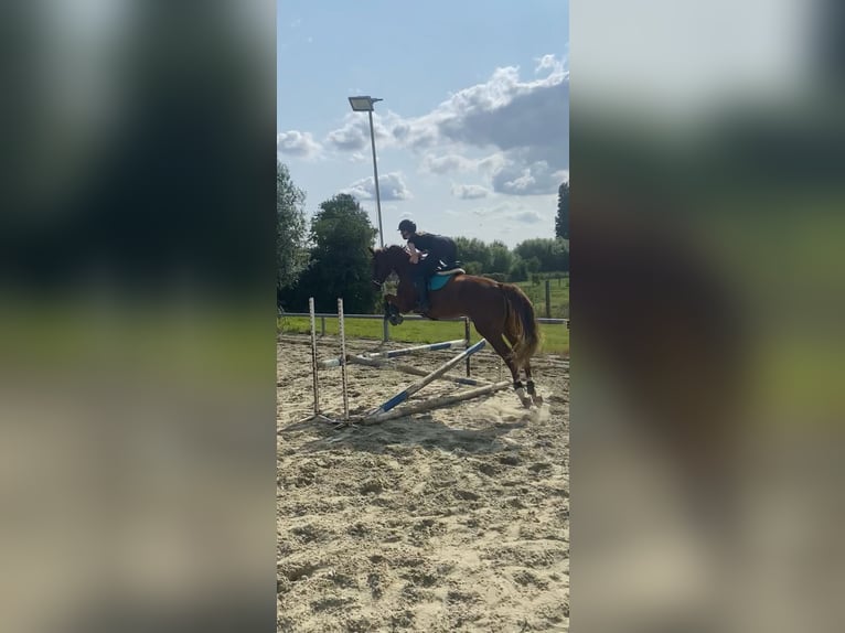 Zangersheider Wallach 4 Jahre 168 cm Fuchs in Wevelgem