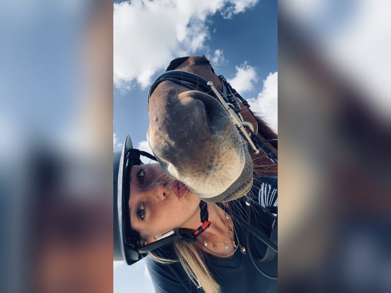 Zangersheider Wallach 4 Jahre 168 cm Fuchs in Wevelgem