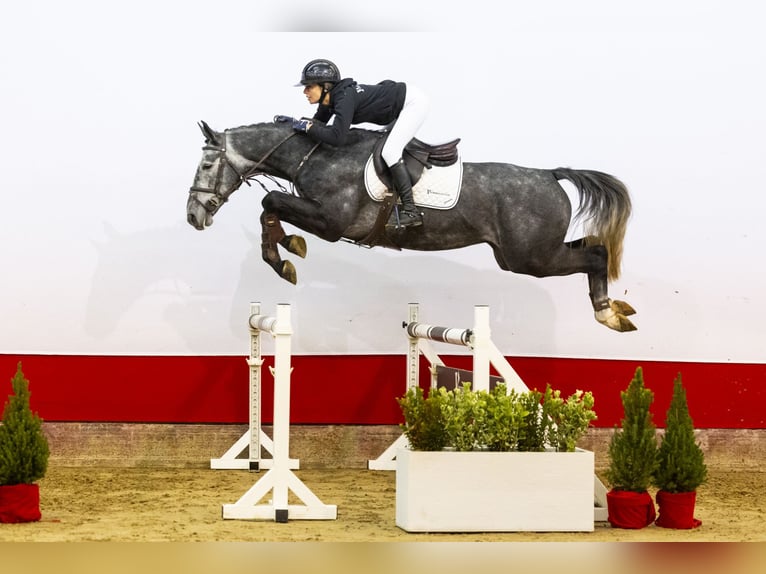 Zangersheider Wallach 4 Jahre 168 cm Grullo in Waddinxveen