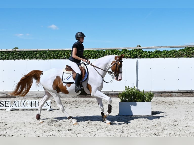 Zangersheider Wallach 4 Jahre 168 cm Schecke in Waddinxveen