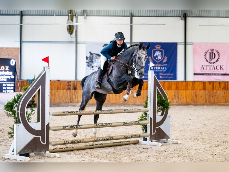 Zangersheider Wallach 4 Jahre 168 cm Schimmel in Wisła