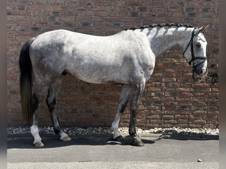 Zangersheider Wallach 4 Jahre 169 cm Apfelschimmel in Niederkassel