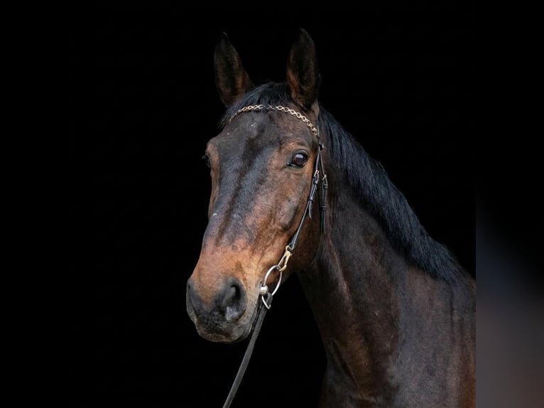 Zangersheider Wallach 4 Jahre 169 cm Brauner in Bornheim