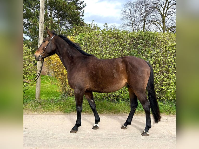 Zangersheider Wallach 4 Jahre 169 cm Brauner in Bornheim