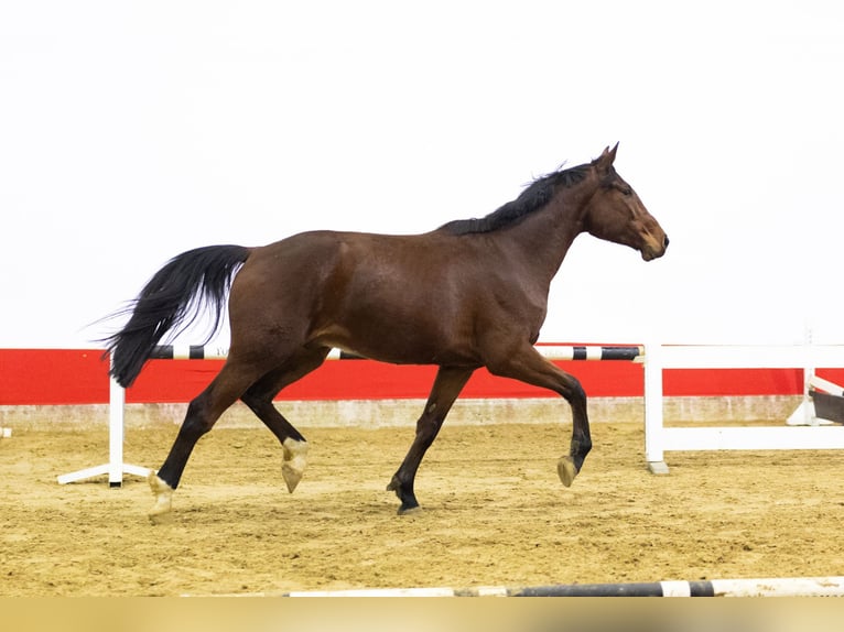 Zangersheider Wallach 4 Jahre 169 cm Brauner in Waddinxveen