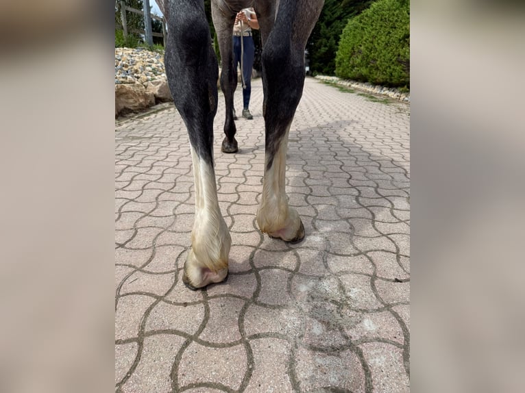 Zangersheider Wallach 4 Jahre 169 cm Schimmel in Kaulille