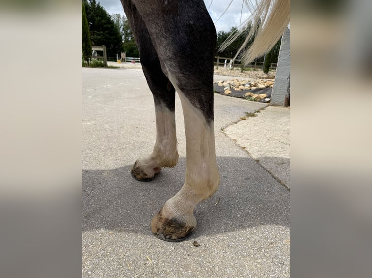 Zangersheider Wallach 4 Jahre 169 cm Schimmel in Kaulille
