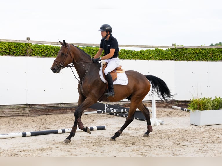 Zangersheider Wallach 4 Jahre 171 cm Brauner in Waddinxveen