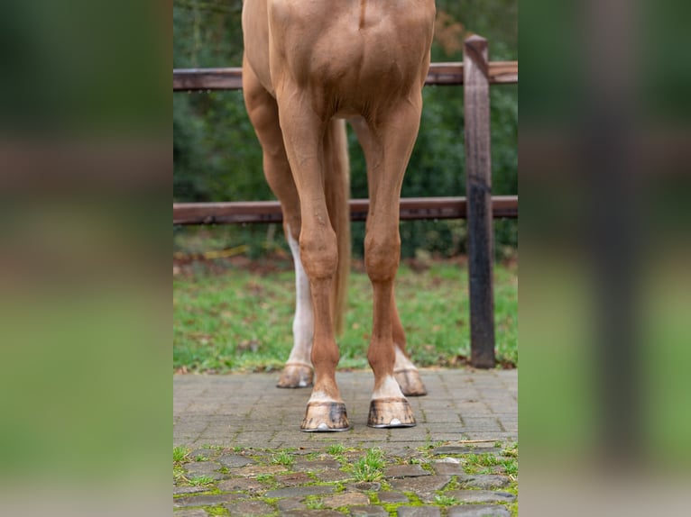 Zangersheider Wallach 4 Jahre 171 cm  in GROTE-BROGEL