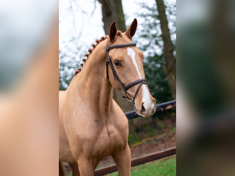 Zangersheider Wallach 4 Jahre 171 cm  in GROTE-BROGEL
