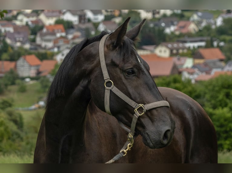 Zangersheider Wallach 4 Jahre 172 cm Rappe in Tann