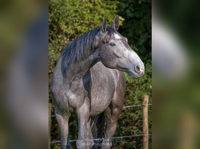Zangersheider Wallach 4 Jahre 172 cm Schimmel in Les Maroëlles