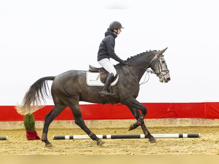 Zangersheider Wallach 4 Jahre 172 cm Schimmel in Waddinxveen