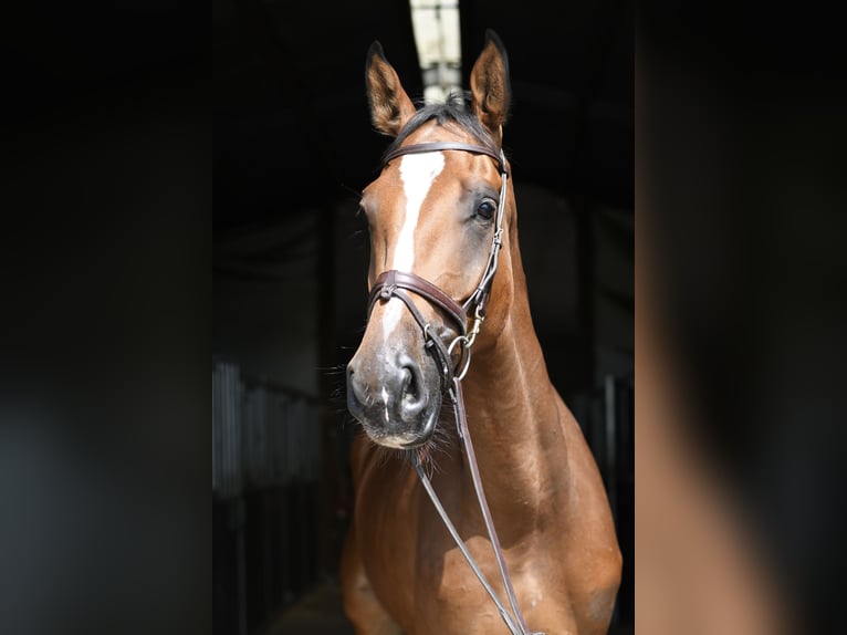 Zangersheider Wallach 4 Jahre 175 cm Brauner in Geilenkirchen