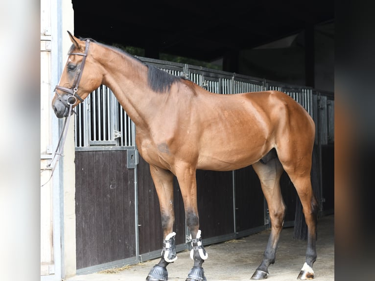 Zangersheider Wallach 4 Jahre 175 cm Brauner in Geilenkirchen