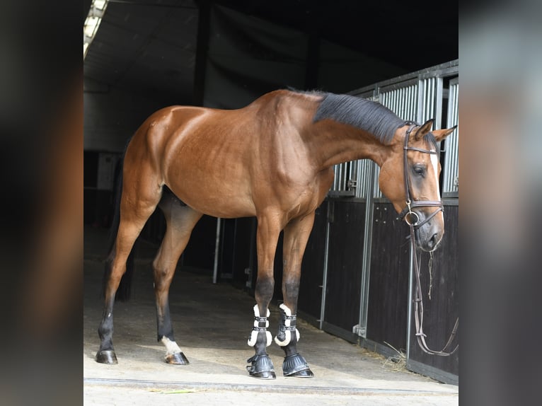 Zangersheider Wallach 4 Jahre 175 cm Brauner in Geilenkirchen