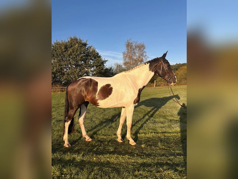Zangersheider Wallach 4 Jahre 175 cm Schecke in Bocholt