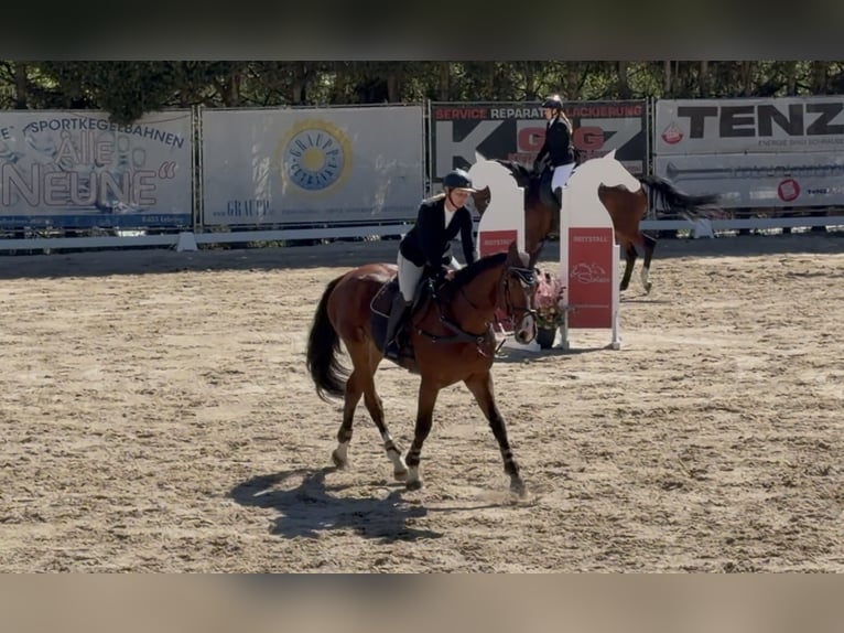 Zangersheider Wallach 4 Jahre 176 cm Brauner in Wildon