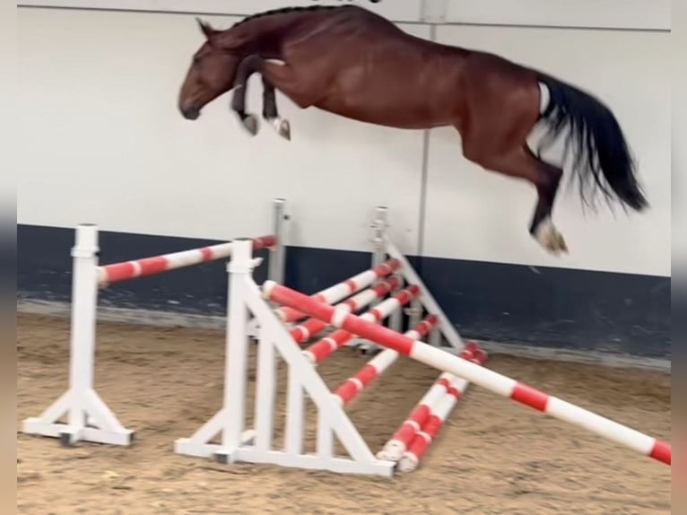 Zangersheider Wallach 4 Jahre 176 cm Brauner in Wildon