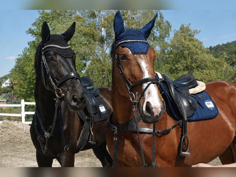 Zangersheider Wallach 4 Jahre 176 cm Brauner in Wildon