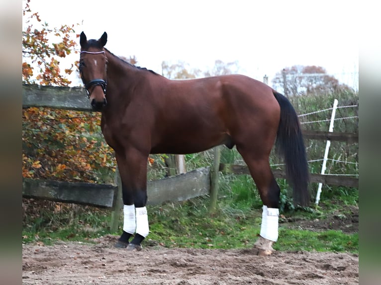 Zangersheider Wallach 4 Jahre 176 cm Brauner in uelsen