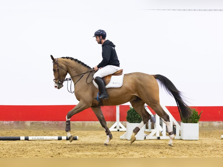 Zangersheider Wallach 4 Jahre 177 cm Brauner in Waddinxveen